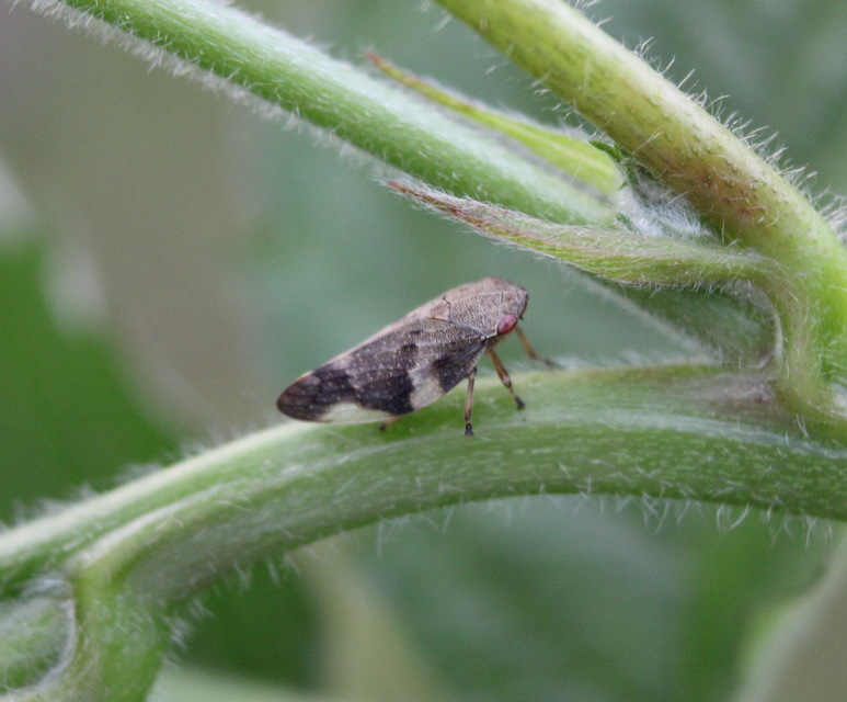 Aphrophora alni