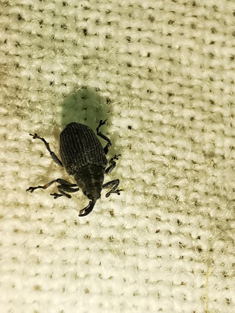 Ceutorhynchus obstrictus - repcebecő-ceutormányos