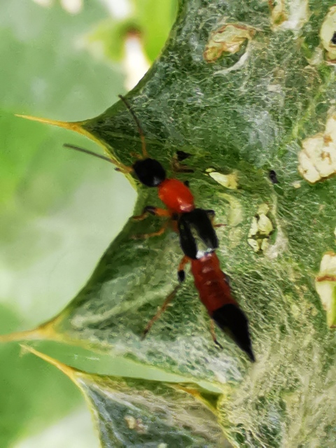 Paederus