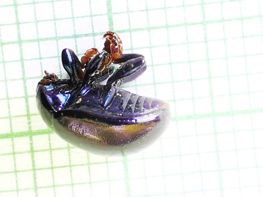 Chrysolina sturmi - vöröslábú levelész
