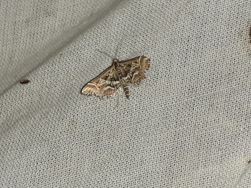 Diasemia reticularis - betűmintás tűzmoly