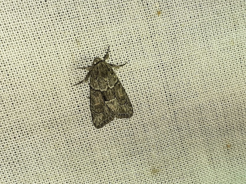 Cryphia fraudatricula - homoki zuzmóbagoly