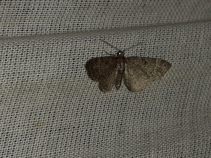 Pasiphila chloerata - hamvas törpearaszoló