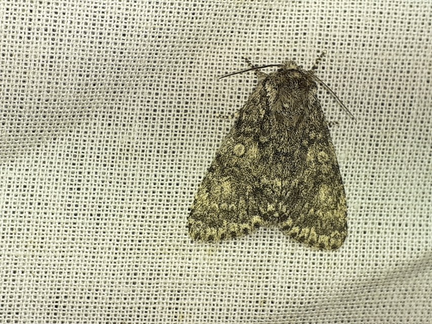 Acronicta megacephala - nagyfejű szigonyosbagoly