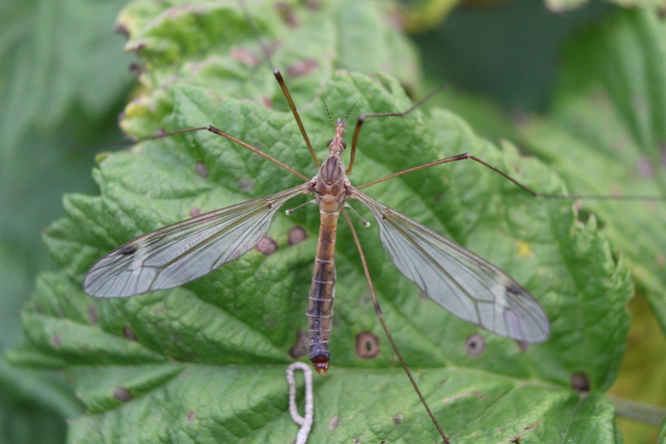 Tipula