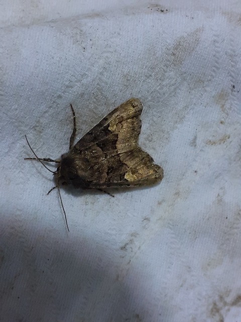 Euplexia lucipara - szeder-csipkésbagoly