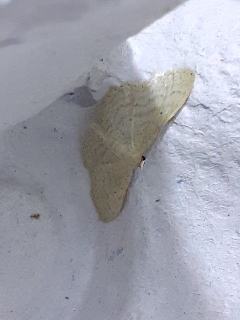 Idaea sylvestraria - szürke sávosaraszoló