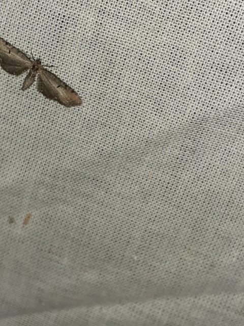 Eupithecia absinthiata - üröm-törpearaszoló