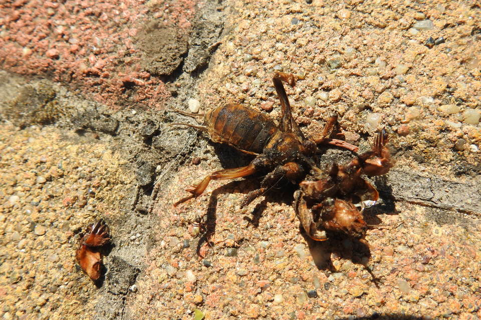 Gryllotalpa