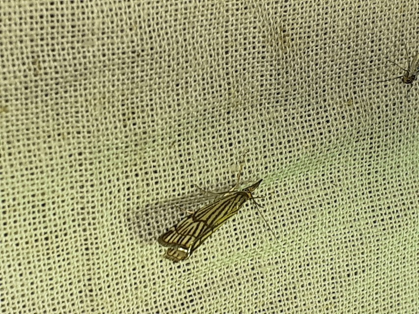 Chrysocramboides craterella - rácsos fűgyökérmoly
