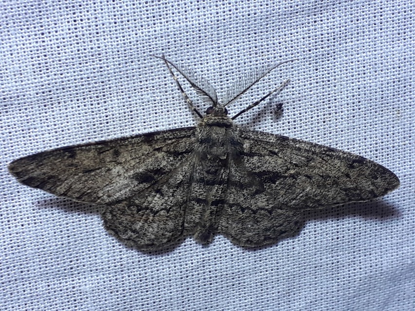 Hypomecis roboraria - nagy tölgyfaaraszoló