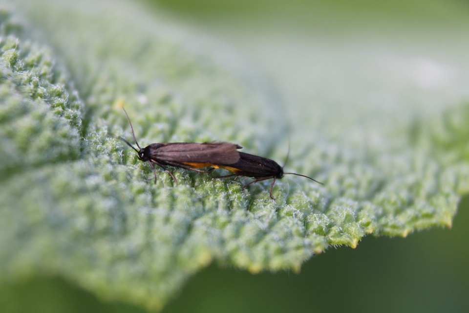 Scythris sinensis - aranyfarú zöldmoly