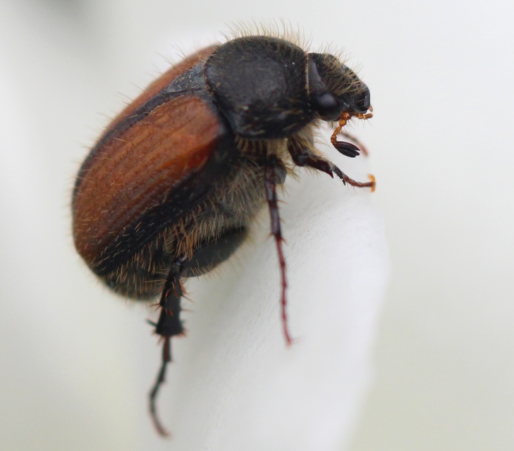Omaloplia nigromarginata - szegélyes kiscserebogár
