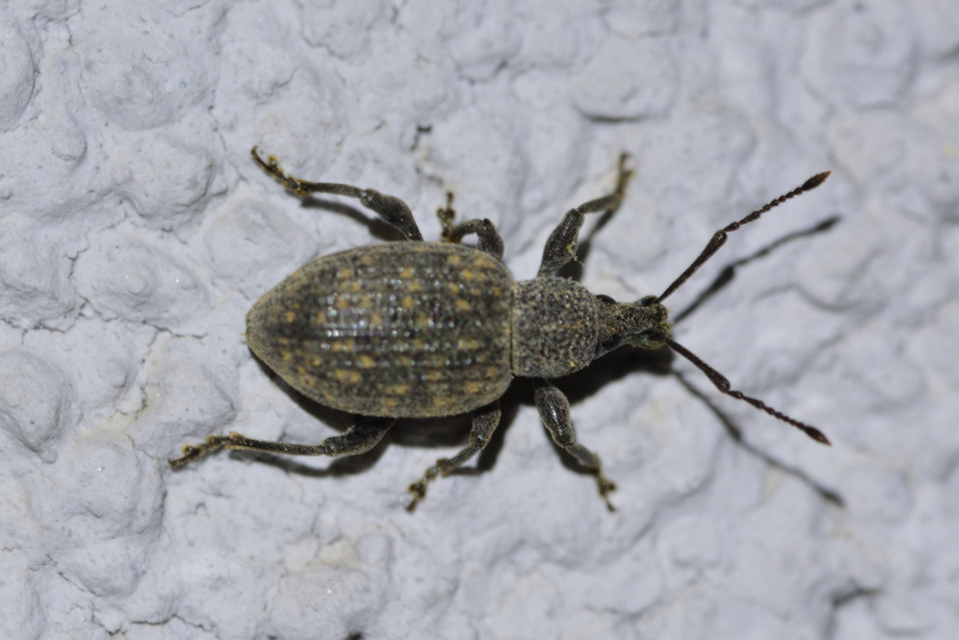 Otiorhynchus sulcatus - szálkás gyalogormányos