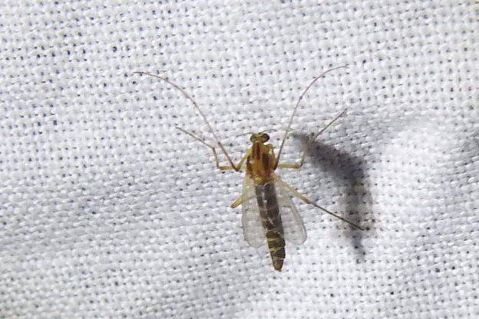 Chironomidae - árvaszúnyogok