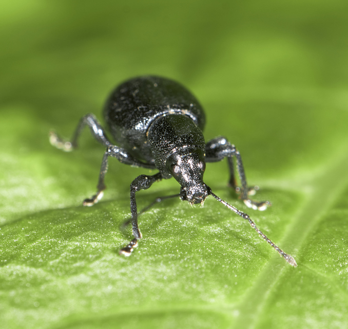 Otiorhynchus lirus - fényes gyalogormányos