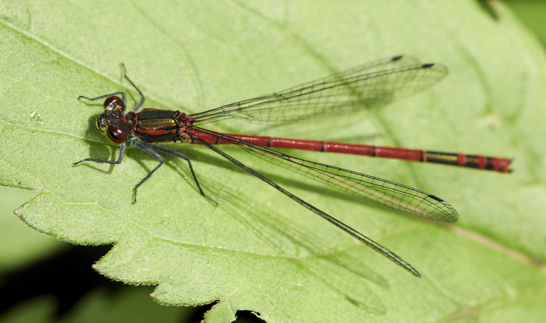 Pyrrhosoma nymphula interposita - vörös légivadász