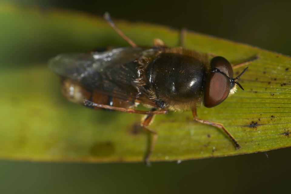 Odontomyia ornata - díszes zömöklégy