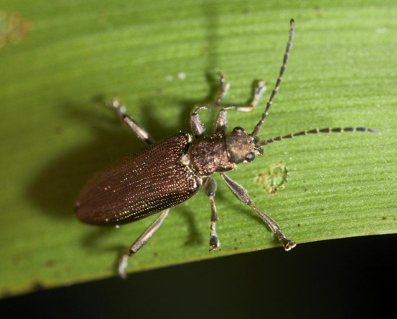 Donacia simplex