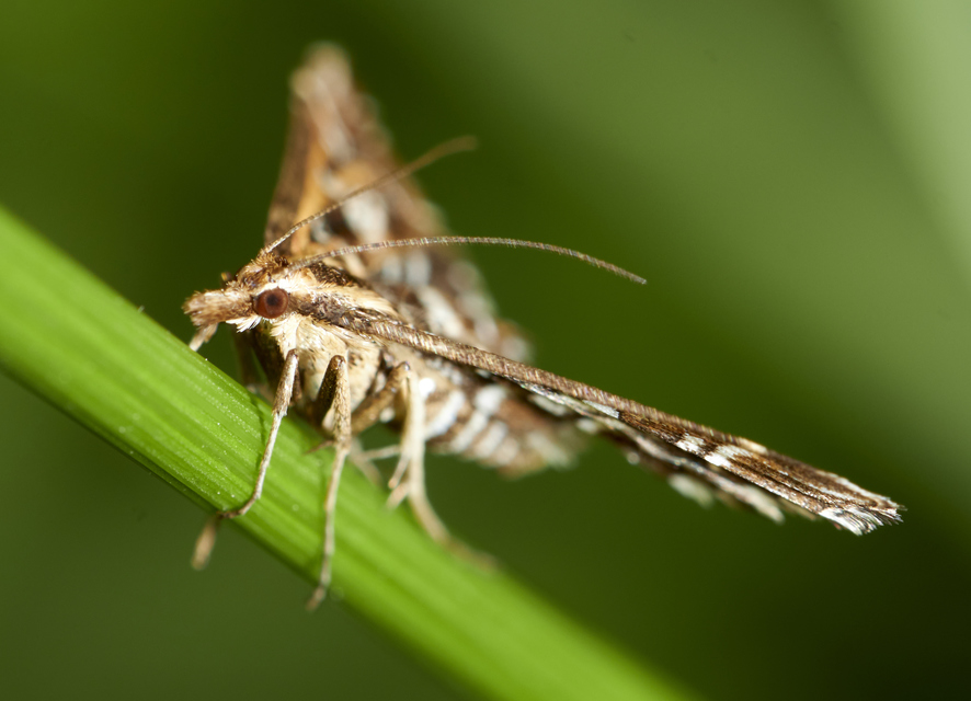 Diasemia reticularis - betűmintás tűzmoly