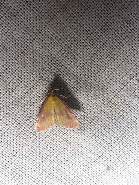 Pyrausta sanguinalis/virginalis