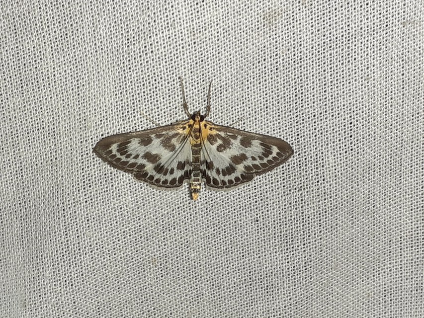Anania hortulata - tarka csalánmoly