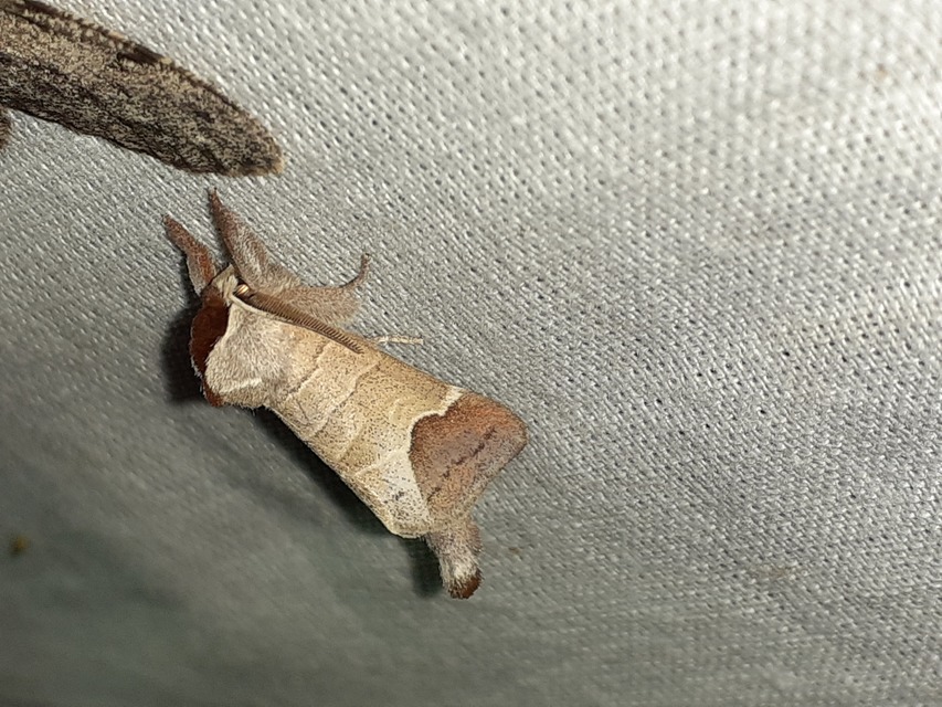 Clostera curtula - rövidszárnyú levélszövő