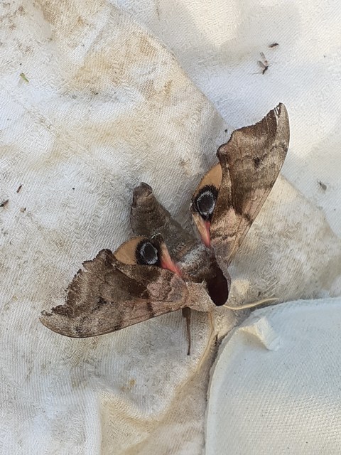 Smerinthus ocellatus - esti pávaszem