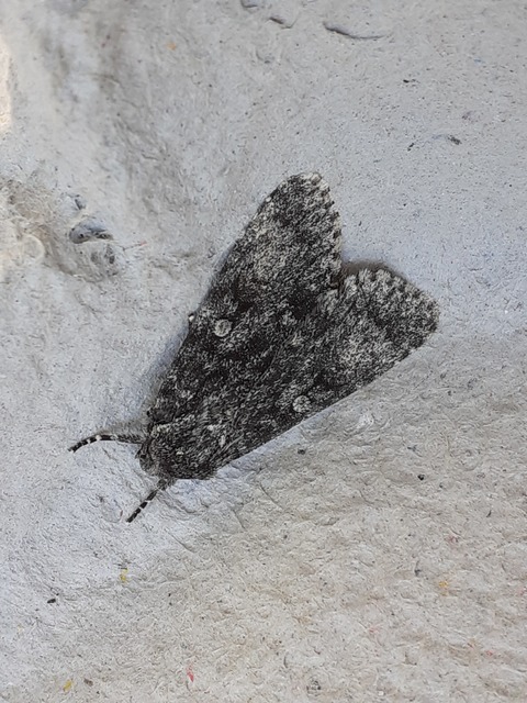 Acronicta megacephala - nagyfejű szigonyosbagoly