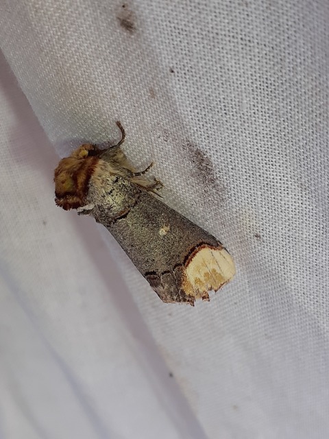 Phalera bucephala - sárgafoltos púposszövő