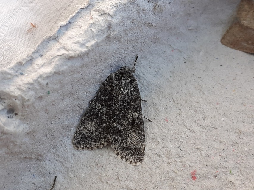 Acronicta megacephala - nagyfejű szigonyosbagoly
