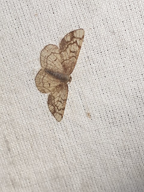 Stegania dilectaria - fehérnyár-araszoló