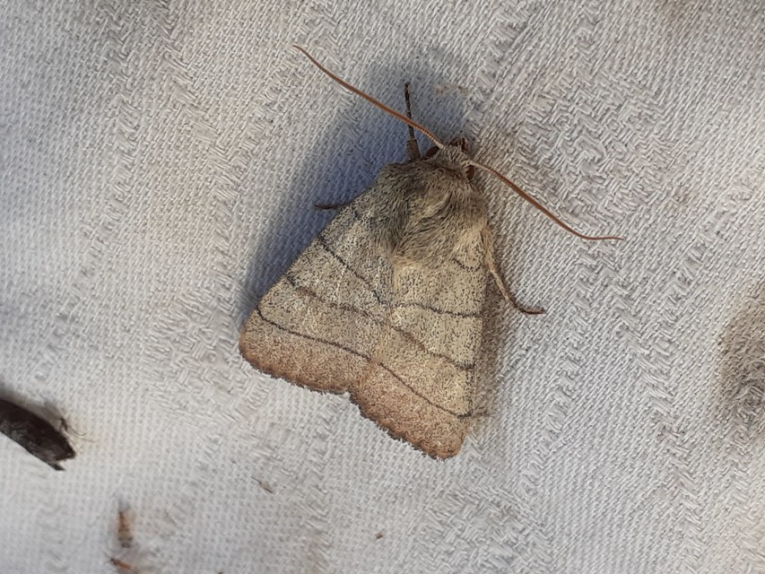 Charanyca trigrammica - háromsávos lombbagoly