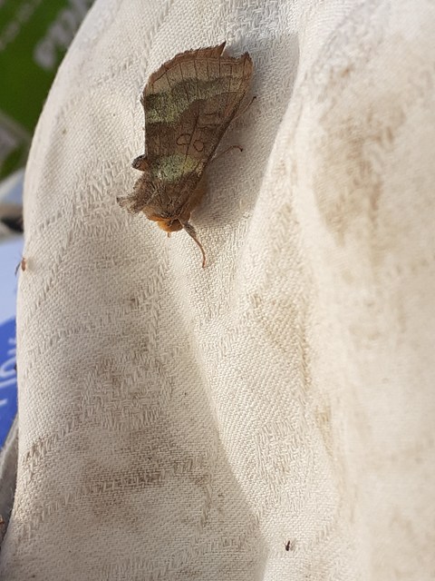 Diachrysia chrysitis - aranybagoly