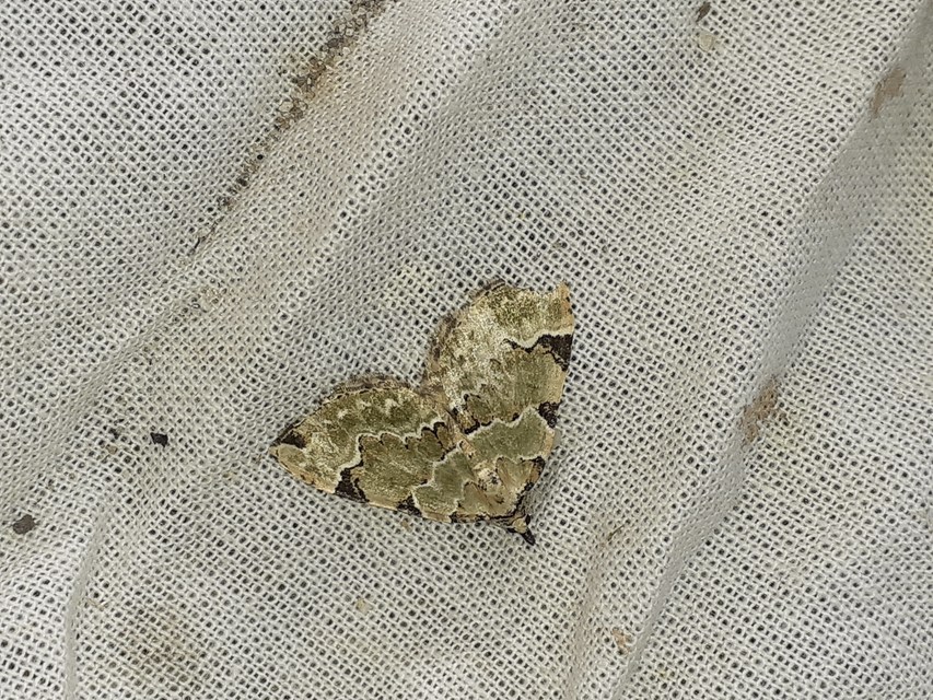 Colostygia pectinataria - zöld levélaraszoló