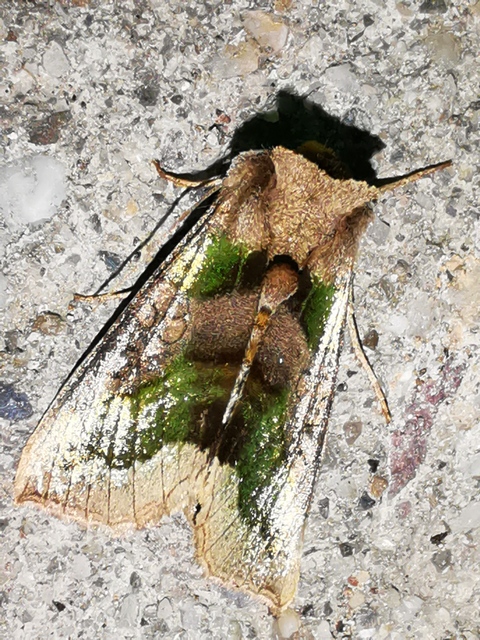 Diachrysia chrysitis - aranybagoly