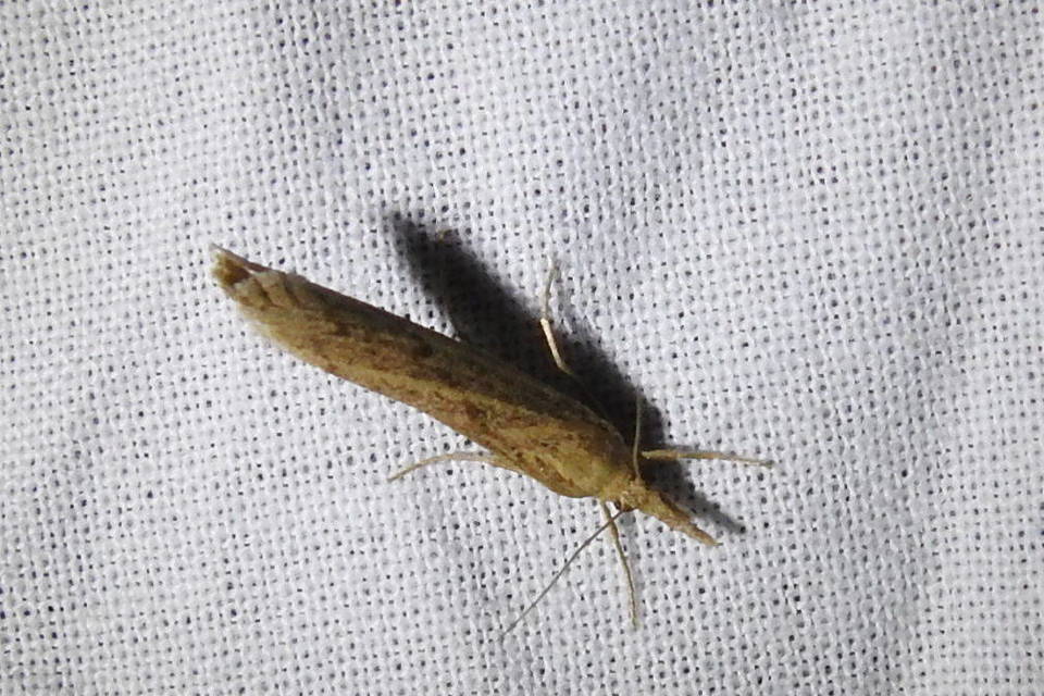 Pediasia contaminella - mocskos fűgyökérmoly