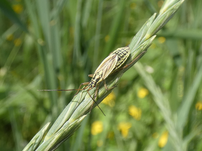 Leptopterna dolabrata - közönséges mezeipoloska