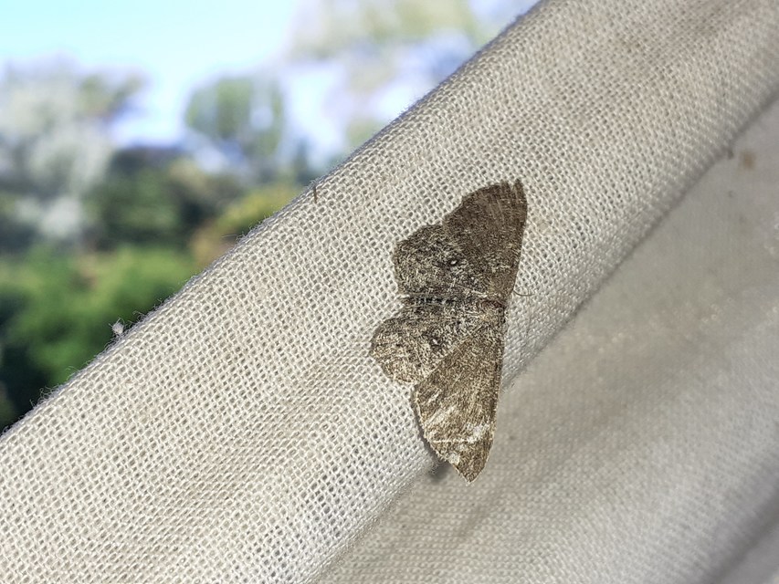 Cyclophora pendularia - fűzfa-pettyesaraszoló