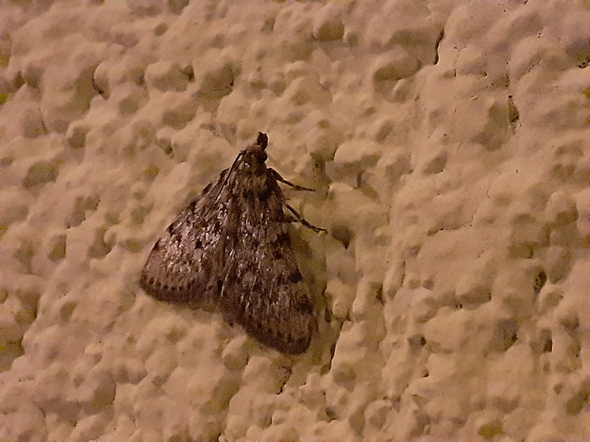 Aglossa pinguinalis - zsiradékmoly