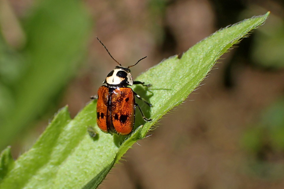Cryptocephalus octopunctatus - 8-pettyes zömökbogár
