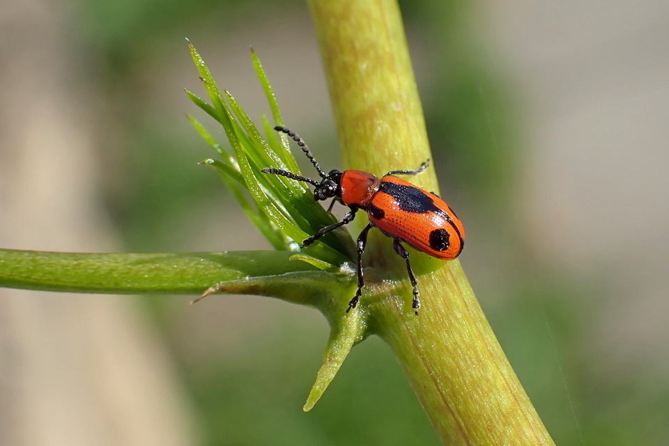 Crioceris quinquepunctata - ötpontos spárgabogár