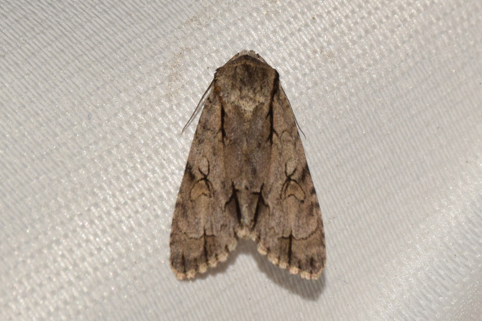 Acronicta tridens - barnás szigonyosbagoly