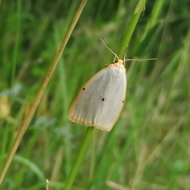 Cybosia mesomella - csontszínű molyszövő