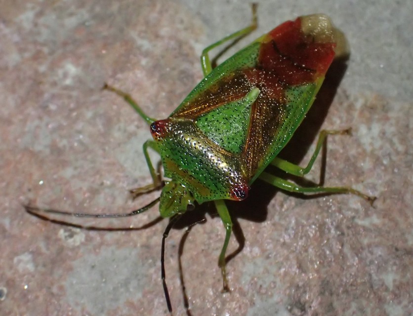 Acanthosoma haemorrhoidale - nagy dajkapoloska Acanthosoma haemorrhoidale - nagy dajkapoloska
