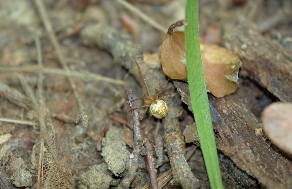 Metellina segmentata/mengei
