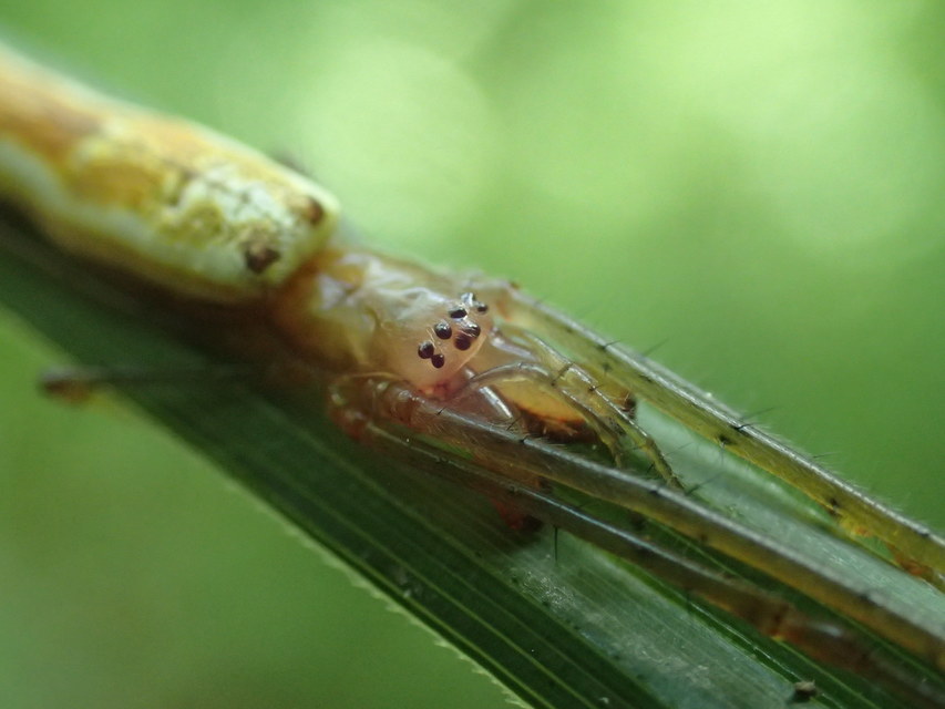 Tetragnatha