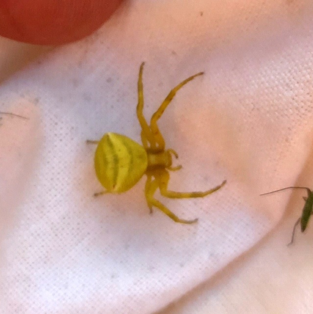 Thomisus onustus - fehér karolópók