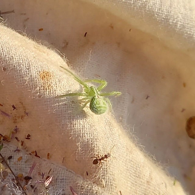 Heriaeus graminicola/hirtus