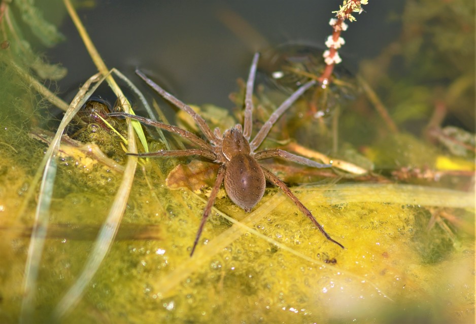 Dolomedes plantarius - parti vidrapók